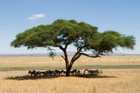 Tanzania Ancestral 